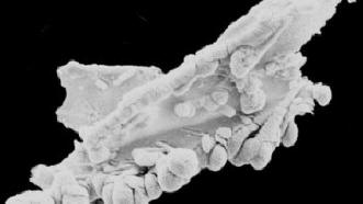 Ova je fotografija neosporni dokaz postojanja života izvan Zemlje.