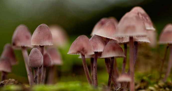 Ove neverovatne i tajanstvene gljive