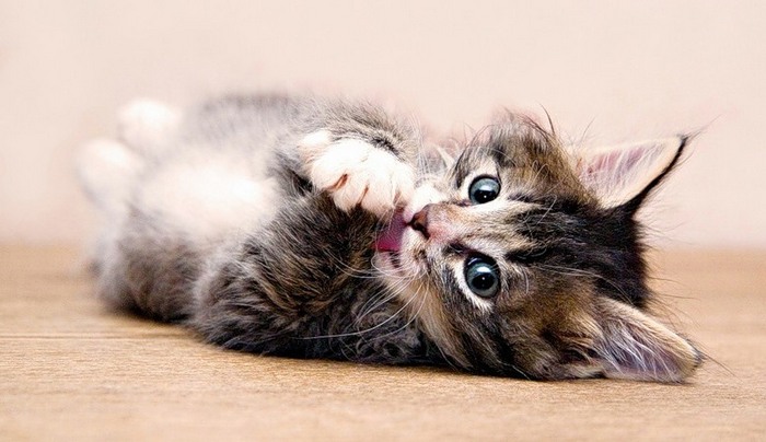 Ove su smiješne mačke kao da su sve pretvarane.