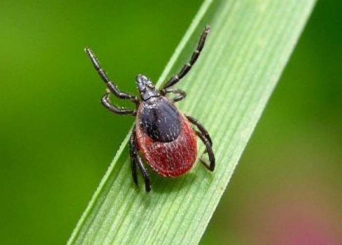 Evropu može pogoditi nepobjedivi smrtonosni virus.
