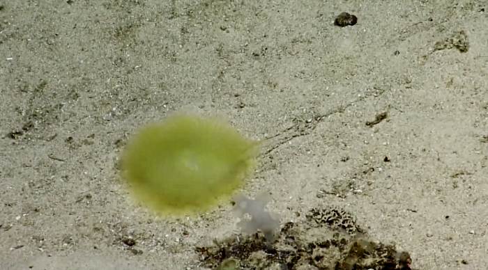 Fantastično stvaranje dubokog mora