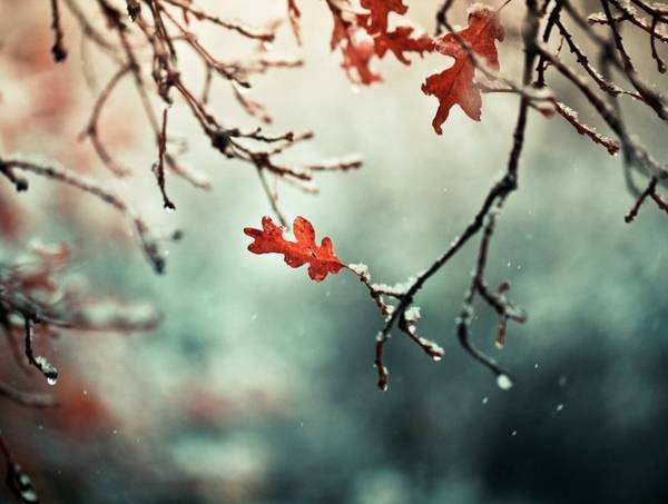 narodni znakovi 11. novembra 