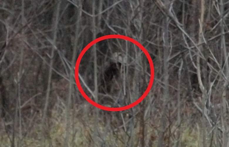 Fotografija misterioznog humanoida u šumi zainteresirala je i ufologe i kriptozologe