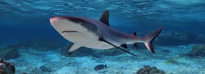 Francuz je javno rastrgao morskog psa