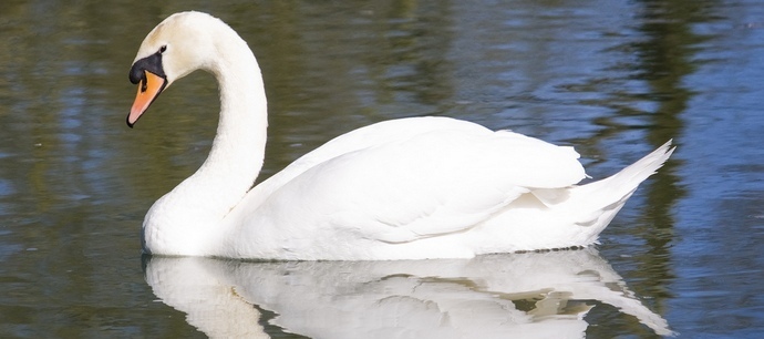 Ružno pače opet se pretvara u prekrasnog Labuda