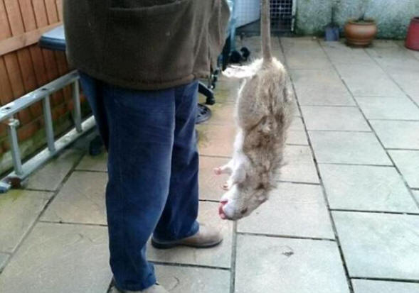 Divovske mutantne štakore se razmnožavaju u Velikoj Britaniji alarmantnom brzinom.