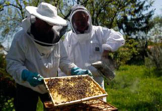 Globalni nedostatak hrane može doći od pada pčelinje populacije.