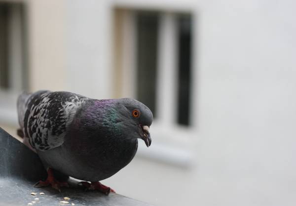 golub je proletio kroz prozor: znak 