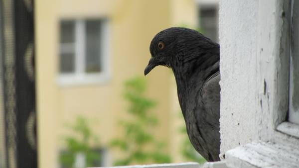 golub je proletio kroz prozor 