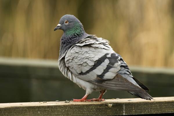 golub je uletio u stan 