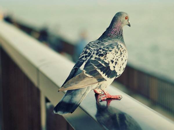 golubica je proletjela kroz prozor 