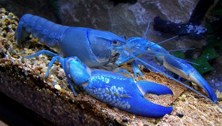 Plava čudovišta napadaju Ukrajince