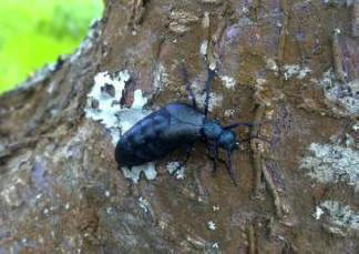 Gradovi budućnosti bit će prepuni insekata