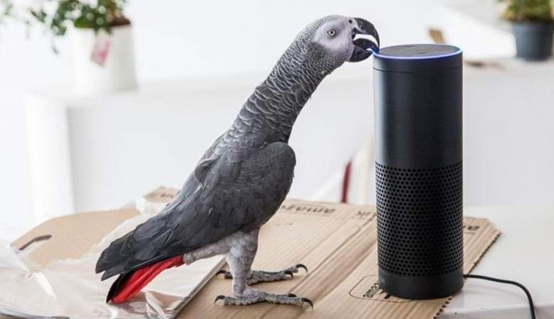 Papagaj koji razgovara sam je naručio paket putem interneta.