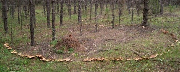 Gljive - šta ili ko?