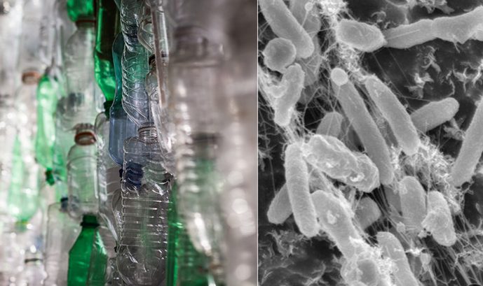 Dobra vijest: postoji mikrob koji može apsorbirati neke od najtvrđih materijala za recikliranje. 