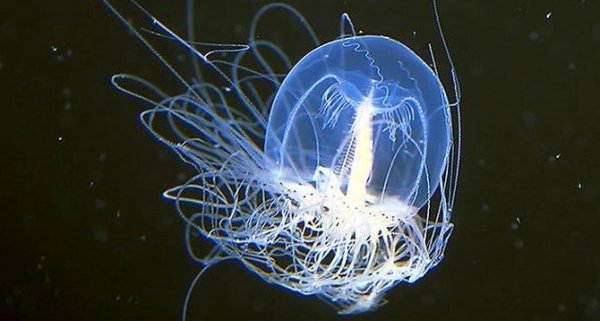 Njihovoj opstojnosti se može zavideti.