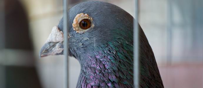 Indijska policija pritvorila špijunsku golubicu