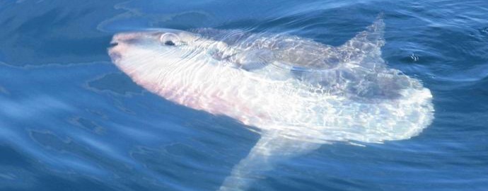 Indonežanski ribolovci lovili kolosalnu mjesečanu ribu