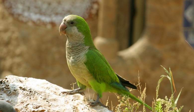 Špansku prijestolnicu preplavili papige štetočine