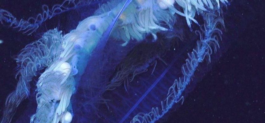 Istraživače je šokiralo ogromno stvorenje na obali Australije 