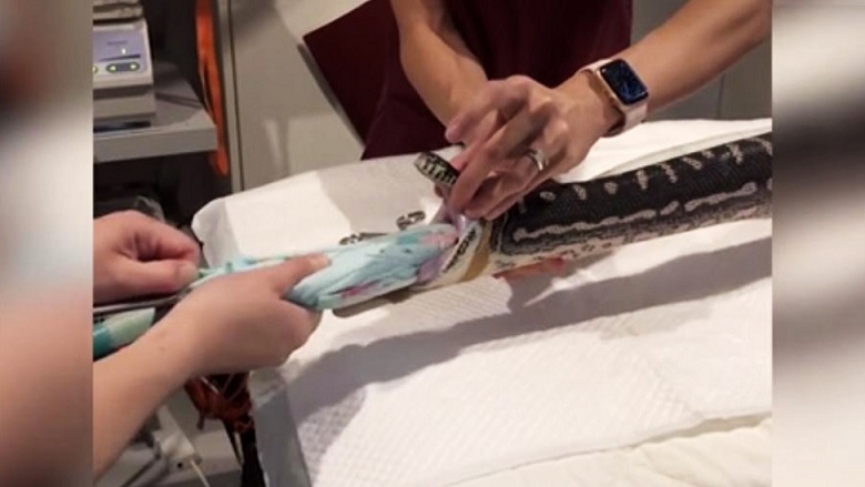 Iz pitona su izvukli veliki ručnik za plažu.