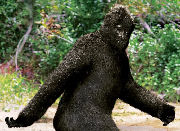 Evens već snimaju pse?