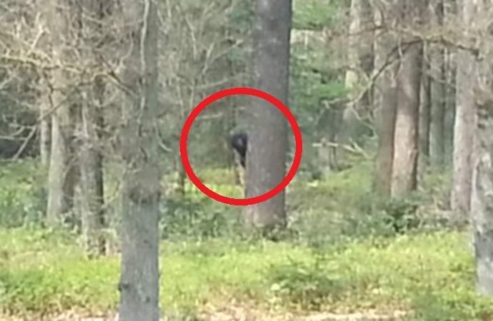 Yeti u holandskoj šumi našao se na kamkorderu