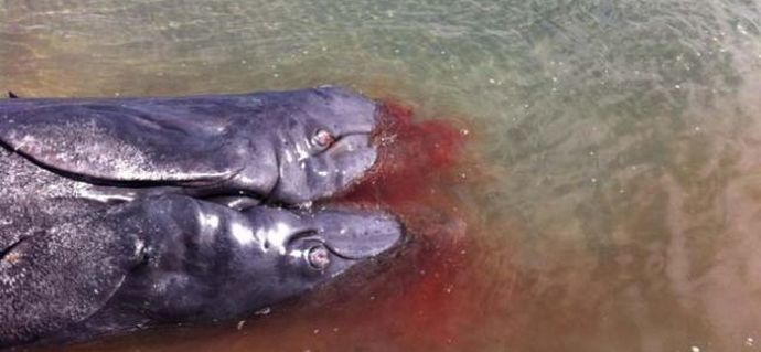 Dvoglavi kito prikovan na obalama Kalifornije