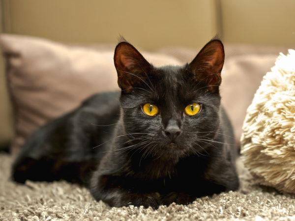 Zašto sanja crna mačka?  