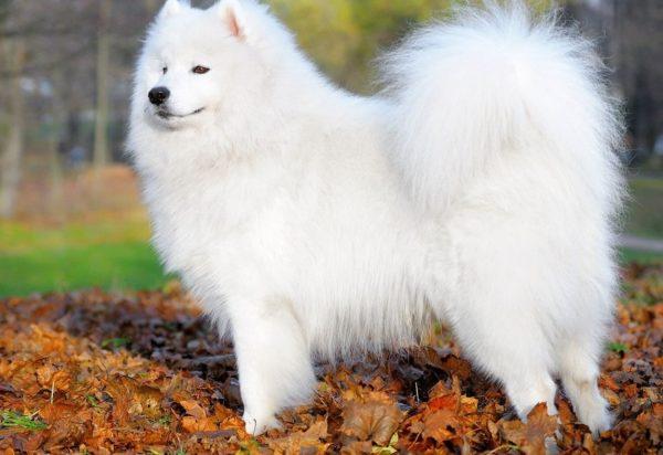 Tumačenje snova bijeli pas 