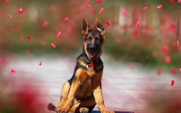 sanjao pastirskog psa 