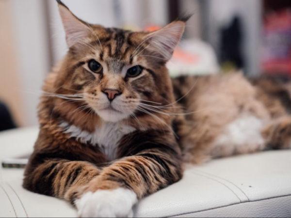 Zašto velika mačka sanja?  