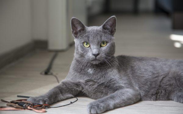 Zašto sanja siva mačka? 