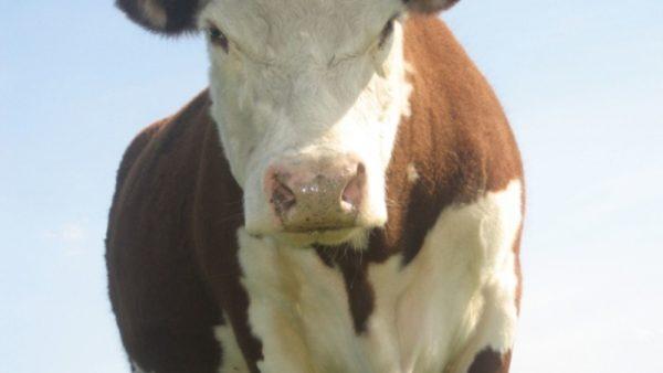 Što se sanja kravi koja stražari 