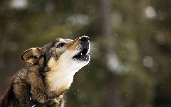 zašto pas zavija u dvorištu 