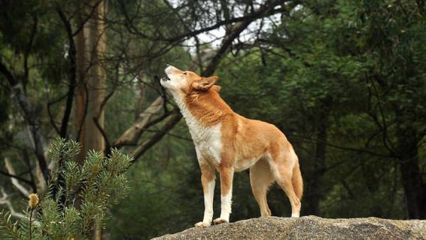 pas zavija što je to 