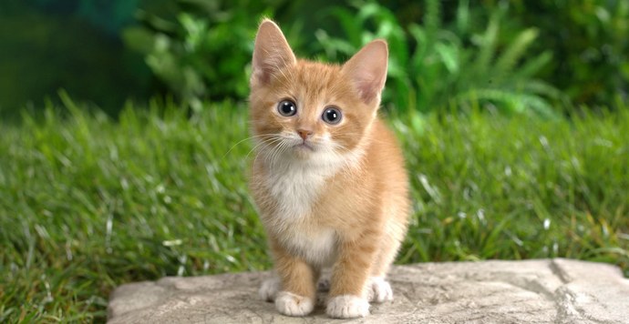 Kako će australijske mačke platiti za