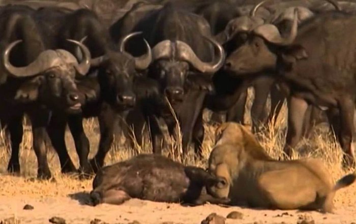 Kao autor prisluškivanja videa o životinjama napravio mu je akcijski triler.