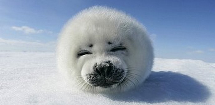 Kako je spašen mali grenlandski pečat