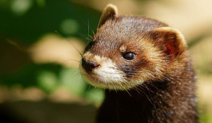 Kako je feret onesposobio sudarač