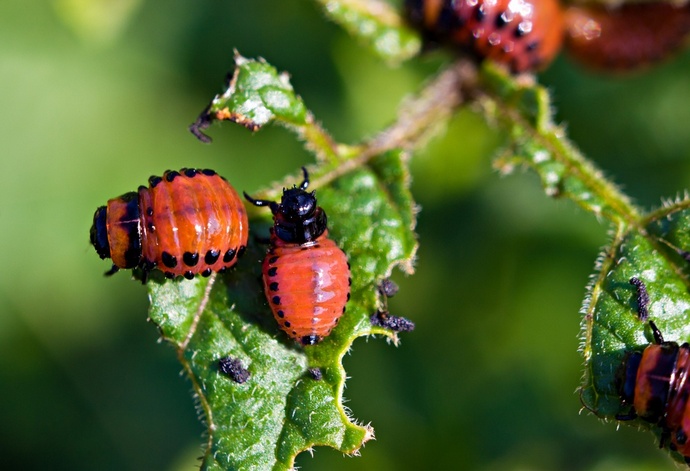 Kako se riješiti narodnih lijekova od krompira iz Colorado buba. Efikasan način