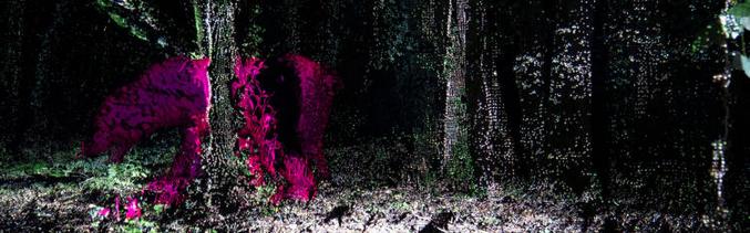 Šta je sa šetnjom praistorijskom šumom?