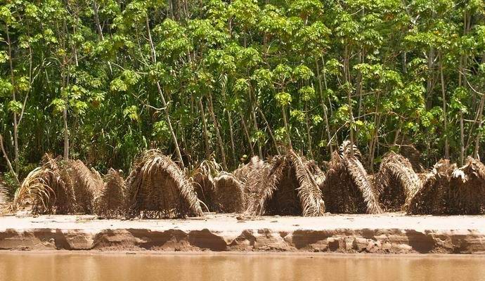 Kako spasiti amazonsku prašumu od krčenja šuma