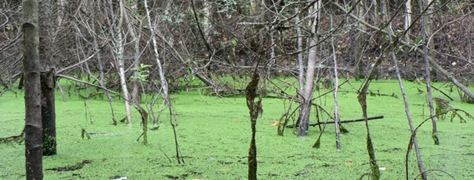 Koje tajne kriju močvare?
