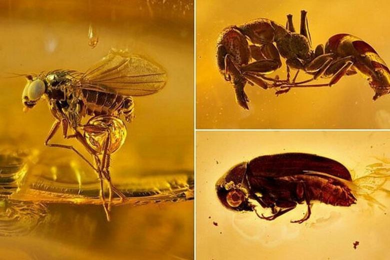 Muzej ćilibar Kalinjingrad planira da stvori laboratoriju za proučavanje drevnih insekata