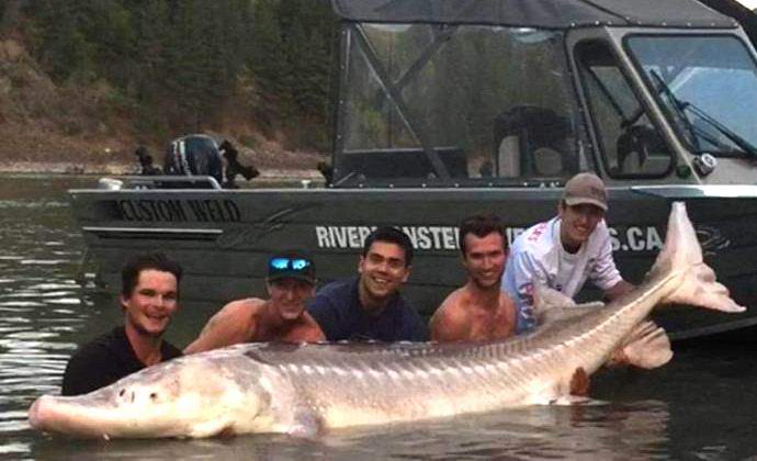 Kanađani uhvatili legendarnog čudovišnog jesetra