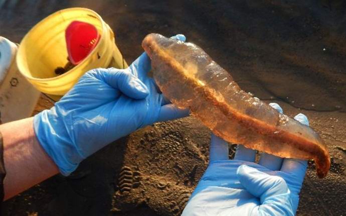 Kanadski par uhvatio misteriozno stvorenje u jezeru