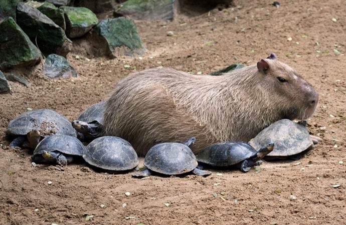 Capybara je mistično privlačan glodavac kojeg svi vole.