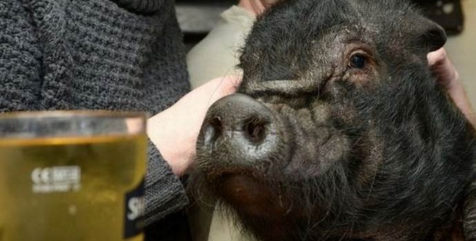 Patuljasta svinja u londonskom pabu više nije izlivena